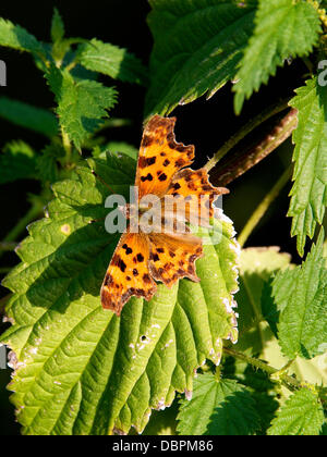 Betchworth, Surrey, UK. 2 Août, 2013. Une virgule Butterfly repose sur une zone humide d'ortie dans un pré sur les rives de la rivière Mole à Betchworth Surrey, jeudi 1er août 2013. Crédit : Photo de l'agent de Lindsay /Alamy Live News Banque D'Images