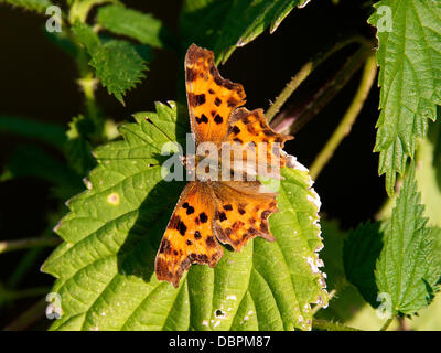 Betchworth, Surrey, UK. 2 Août, 2013. Une virgule Butterfly repose sur une zone humide d'ortie dans un pré sur les rives de la rivière Mole à Betchworth Surrey, jeudi 1er août 2013. Crédit : Photo de l'agent de Lindsay /Alamy Live News Banque D'Images