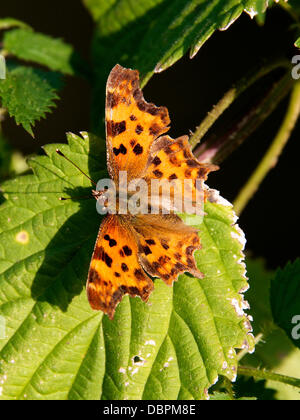 Betchworth, Surrey, UK. 2 Août, 2013. Une virgule Butterfly repose sur une zone humide d'ortie dans un pré sur les rives de la rivière Mole à Betchworth Surrey, jeudi 1er août 2013. Crédit : Photo de l'agent de Lindsay /Alamy Live News Banque D'Images