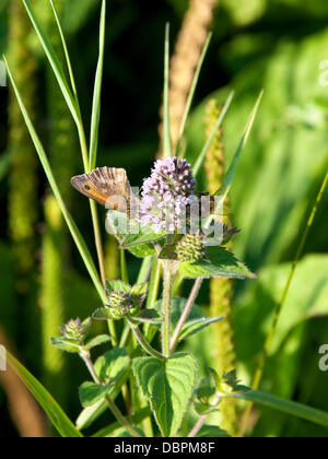 Betchworth, Surrey, UK. 2 Août, 2013. Une prairie papillon brun et une abeille sur une fleur de menthe sauvage dans une zone humide pré sur les rives de la rivière Mole à Betchworth Surrey, jeudi 1er août 2013. Crédit : Photo de l'agent de Lindsay /Alamy Live News Banque D'Images