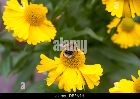 Abeilles sur des fleurs jaunes (helenium) dans la région de park à Bristol en Angleterre Banque D'Images