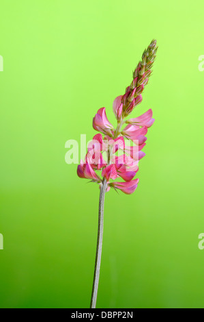 Sainfoins, vicifolia esparsette, Onobrychis, portrait de fleurs roses fond outfocus avec nice. Banque D'Images
