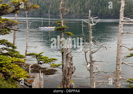 Epicéa de Sitka sur les îles Gordon Queen Charlotte Islands Haida Gwaii Haanas Gwaii NP British Columbia Canada Banque D'Images