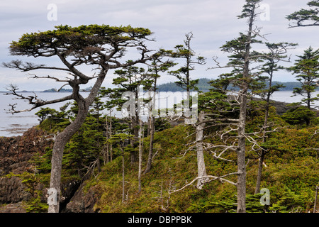 Epicéa de Sitka sur les îles Gordon Queen Charlotte Islands Haida Gwaii Haanas Gwaii NP British Columbia Canada Banque D'Images