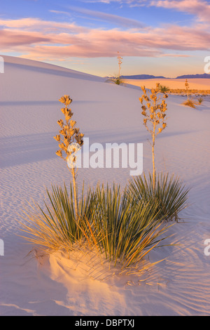 White Sands National Monument, près de Alamagordo, Nouveau Mexique, partie de la désert de Chihuahuan. Banque D'Images