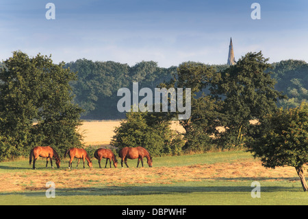 Quatre chevaux se prélasser dans la chaleur d'un été, le lever du soleil tout en profitant d'un matin tôt brouter. Banque D'Images