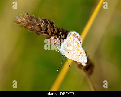 Reigate, Surrey, UK. 2 août 2013. Papillon Bleu Chalk Hill Lysandra corydon au repos sur une herbe sauvage dans un pré dans les North Downs à Reigate, Surrey vendredi 2 août 2013. Crédit : Photo de l'agent de Lindsay /Alamy Live News Banque D'Images