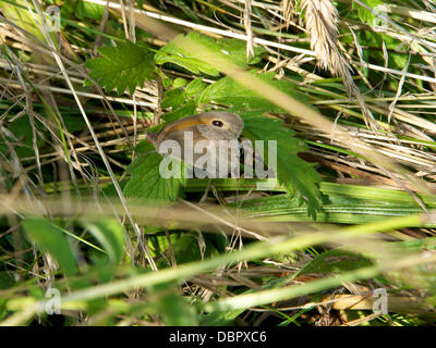 Reigate, Surrey, UK. 2 août 2013. Une prairie Brown Butterfly au repos sur une feuille d'ortie dans un pré dans les North Downs à Reigate, Surrey vendredi 2 août 2013. Crédit : Photo de l'agent de Lindsay /Alamy Live News Banque D'Images