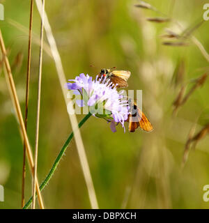 Reigate, Surrey, UK. 2 août 2013. Deux grands papillons hespérie Ochlodes sylvanus au repos sur la floraison Domaine Scabious dans une prairie sauvage dans les North Downs à Reigate, Surrey vendredi 2 août 2013. Crédit : Photo de l'agent de Lindsay /Alamy Live News Banque D'Images