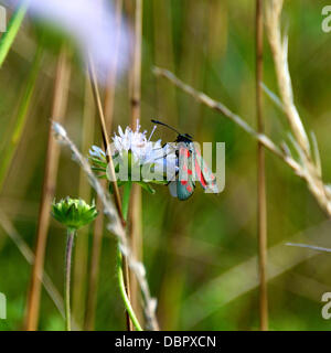 Reigate, Surrey, UK. 2 août 2013. Un spot six Burnett Moth au repos sur la floraison Domaine Scabious dans une prairie sauvage dans les North Downs à Reigate, Surrey vendredi 2 août 2013. Crédit : Photo de l'agent de Lindsay /Alamy Live News Banque D'Images