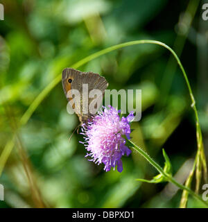 Reigate, Surrey, UK. 2 août 2013. Une prairie Brown Butterfly repose sur un champ de fleurs sauvages Scabious en prairie dans les North Downs à Reigate, Surrey vendredi 2 août 2013. Crédit : Photo de l'agent de Lindsay /Alamy Live News Banque D'Images