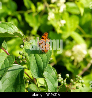 Reigate, Surrey, UK. 2 août 2013. Une virgule Butterfly au repos sur un dans un pré de la Viorne dans les North Downs à Reigate, Surrey vendredi 2 août 2013. Crédit : Photo de l'agent de Lindsay /Alamy Live News Banque D'Images