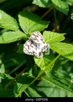 Reigate, Surrey, UK. 2 août 2013. Un papillon blanc marbré Melanargia galathea au repos sur une feuille Blackberry dans un pré dans les North Downs à Reigate, Surrey vendredi 2 août 2013. Crédit : Photo de l'agent de Lindsay /Alamy Live News Banque D'Images