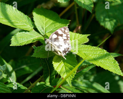 Reigate, Surrey, UK. 2 août 2013. Un papillon blanc marbré Melanargia galathea au repos sur une feuille Blackberry dans un pré dans les North Downs à Reigate, Surrey vendredi 2 août 2013. Crédit : Photo de l'agent de Lindsay /Alamy Live News Banque D'Images