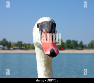 Portrait d'un cygne, Lac à l'arrière-plan Banque D'Images