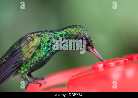 Canivet's Emerald (Chlorostilbon canivetii canivetii), sous-espèce du Canivet, homme Banque D'Images