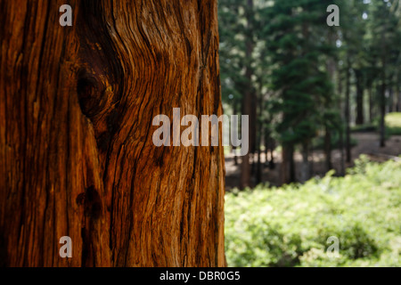 Close-up de séquoia géant redwood tree trunk modèle d'écorce à meadow in Yosemite National Park Banque D'Images