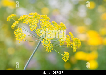 Anethum graveolens. La floraison d'aneth dans un jardin anglais. Banque D'Images