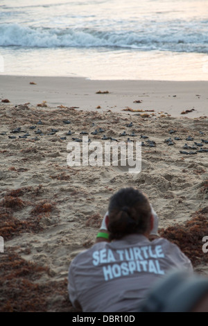 Les touristes regarder comme nouvellement éclos les tortues bâtardes sont libérés dans le golfe du Mexique. Banque D'Images