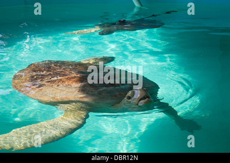 Sea Turtle Rescue Center Banque D'Images