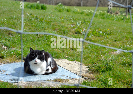 Un chat noir et blanc assis sur un couvercle métallique dans un champ dans l'ouest du pays de Galles. Banque D'Images