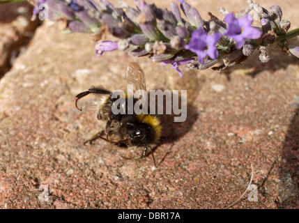 Exeter, Royaume-Uni. 2 Août, 2013. De bourdons morts dans un jardin intérieur Exeter, UK, préoccupation constante à propos de mortalité des abeilles contre les maladies parasitaires et les pesticides. Crédit : Anthony Collins/Alamy Live News Banque D'Images
