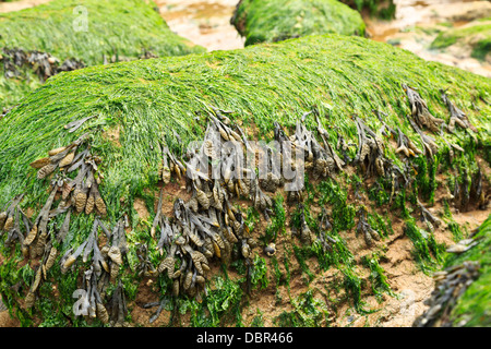 L'algue des roches couvertes d'algues visibles lors de la marée basse à plage de Hunstanton, Norfolk, Angleterre Banque D'Images