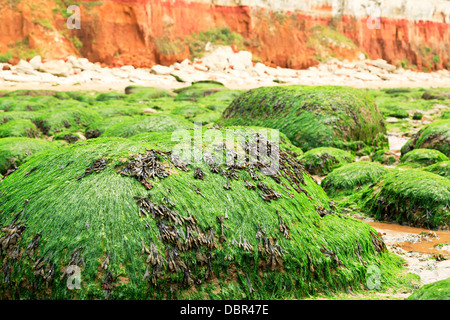 L'algue des roches couvertes d'algues visibles lors de la marée basse à plage de Hunstanton, Norfolk, Angleterre Banque D'Images