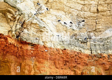 Percher sur les oiseaux rouge et blanc de Hunstanton à rayures craie falaises, Norfolk, Angleterre Banque D'Images