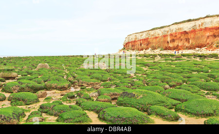 Plage de Hunstanton avec rayures rouges et blanches falaises de craie et des roches couvertes d'Algues Algues visible à marée basse, Norfolk, Angleterre Banque D'Images