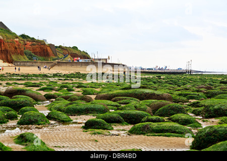 Plage de Hunstanton aux algues algues visibles des roches couvertes durant la marée basse, Norfolk, Angleterre Banque D'Images