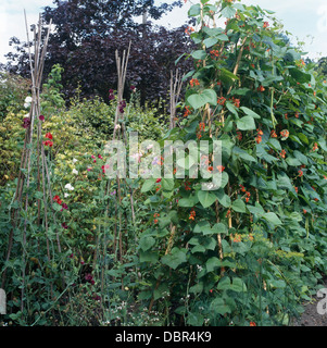 Haricots et pois sucré croissant sur les wigwams de canne en grand potager Banque D'Images