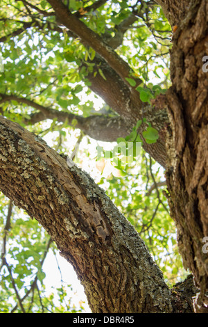 Tronc de l'arbre à feuilles d'ombre et de la lumière du soleil Banque D'Images