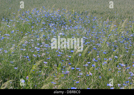 Bleuets sauvages fleurissent dans le domaine Centaurea cyanus bleuet Banque D'Images