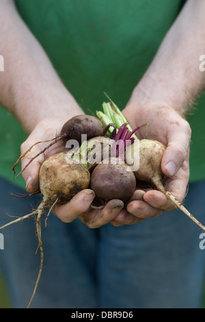 Beta vulgaris . Jardiniers hands holding dug up betterave rouge et blanc Banque D'Images