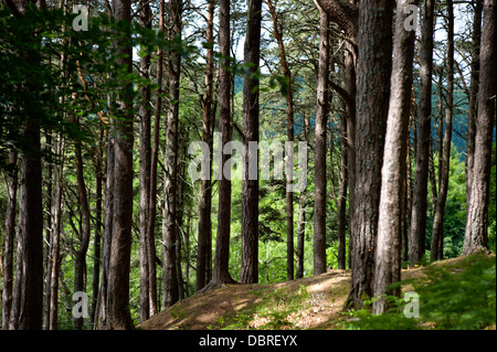 De grands pins dans la forêt sur la piste vers les chutes de hall près d'Inverness Ecosse Banque D'Images