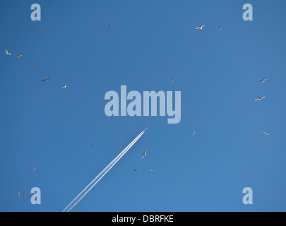 Avion et les oiseaux voler haut dans un ciel bleu Banque D'Images