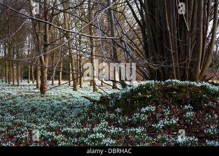 Welford Park près de Newbury est ouvert chaque année pour cet affichage étonnant des perce-neige. Banque D'Images