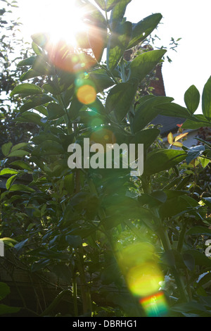 Soleil qui brille à travers les feuilles de fève plantes sur mon potager. Banque D'Images