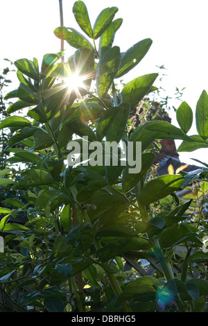 Soleil qui brille à travers les feuilles de fève plantes sur mon potager. Banque D'Images