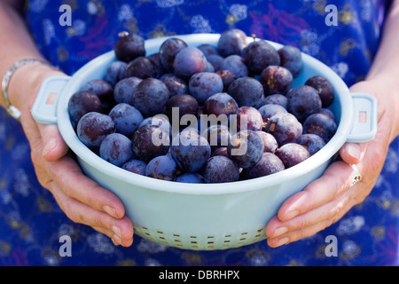 Prunus domestica. La collecte de quetsche prunes du verger dans une passoire en bleu. Banque D'Images