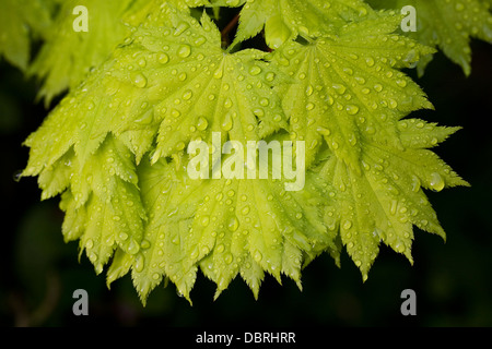 Gouttes de pluie sur les feuilles d'Acer. Banque D'Images