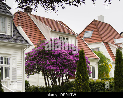 Quartier résidentiel de Stavanger en Norvège, de lambris de bois blanc, de grandes maisons avec jardin Rhododendron pourpre la scène de coloriage Banque D'Images