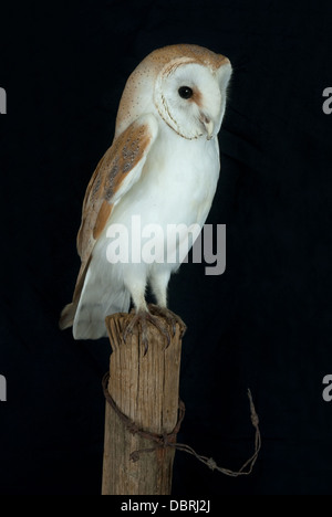 Effraie des clochers (Tyto alba) monté sur poster par taxidermie Banque D'Images