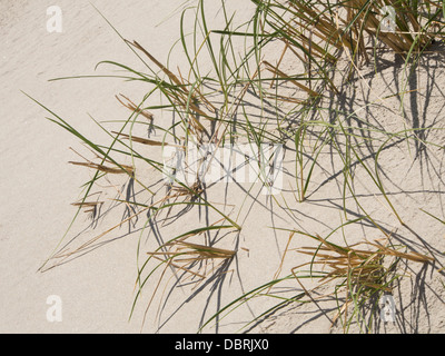 En dehors de la plage de Sola Stavanger, l'un des nombreux passages sablonneux sur la côte sud ouest de la Norvège, des dunes de sable blanc et l'ammophile Banque D'Images