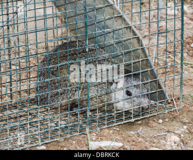 Marmotte commune, Marmota monax, dans un piège Banque D'Images