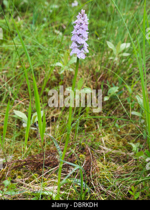 Dactylorhiza maculata Heath Spotted Orchid ou Orchidée tachetée Moorland Banque D'Images