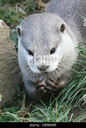 OTTER jouant avec un caillou Banque D'Images