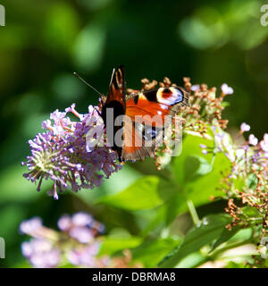 Manchester, UK. 3 Août, 2013. Un papillon Paon Buddleia sauvage repose sur des fleurs dans une prairie dans les North Downs à Reigate, Surrey. Samedi 3 août 2013. Crédit : Photo de l'agent de Lindsay /Alamy Live News Banque D'Images