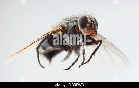 L'analyse macro de mouche domestique Banque D'Images